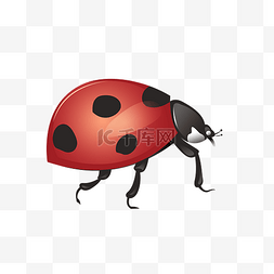 红色瓢虫