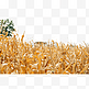 秋天的玉米秸秆枯黄叶子