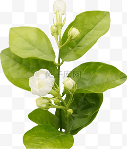 茉莉花图片_清新茉莉花