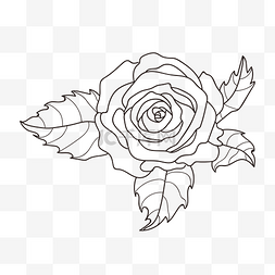线描玫瑰花朵