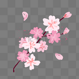盛开的粉色花瓣图片_盛开的粉色樱花插画