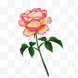 粉黄色玫瑰花
