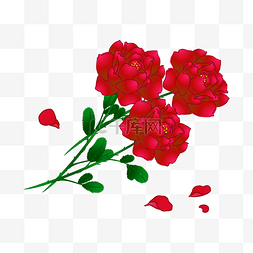 三枝玫瑰情人节浪漫告白花卉