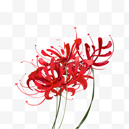 手绘红色植物图片_彼岸花红色植物