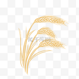麦子粮食麦穗