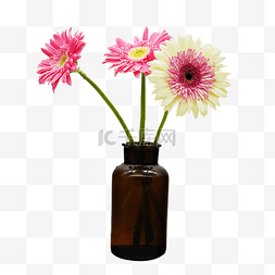 瓶插花朵图片_瓶插太阳花观赏花