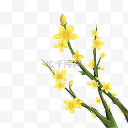 迎春花黄色花朵