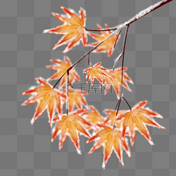 落霜的枫叶树枝