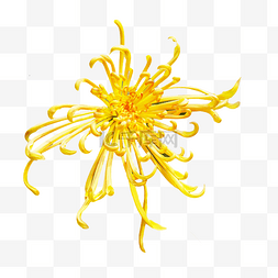 黄色秋菊菊花