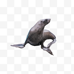 蔚蓝色图图片_一只海豚停在岸边