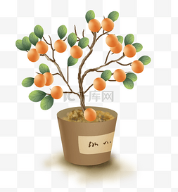 橘树叶图片_家庭观赏金钱橘盆栽