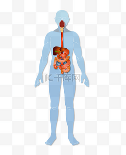 消化人体系统矢量图