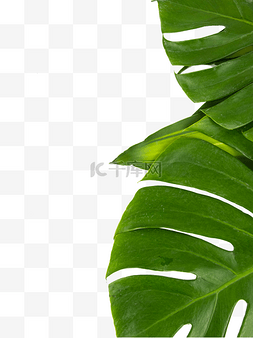 树叶图片_热带植物树叶