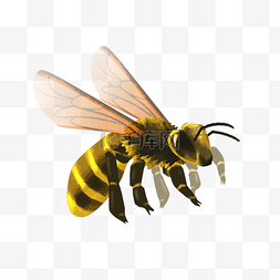 采蜜小蜜蜂图片_昆虫小蜜蜂