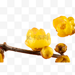 植物黄色梅花
