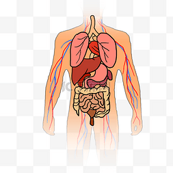 人体内脏脏器