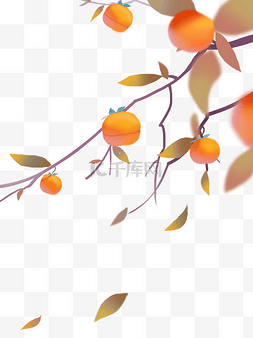 秋天图片_霜降柿子黄色秋天秋季秋树叶立秋