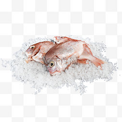 冷冻红立鱼食材