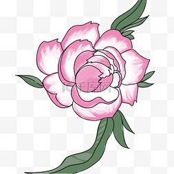 鲜艳的粉色花朵图片_美丽的粉色大花