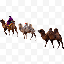 骑骆驼图片_人物骆驼