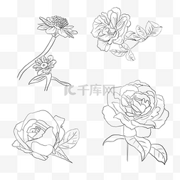 手绘玫瑰植物图片_线描素描玫瑰花