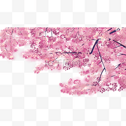 樱花节素材图片_春季樱花树樱花节