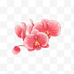 蝴蝶兰粉红色花朵花骨朵