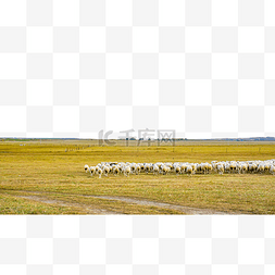 呼伦贝尔草原羊群