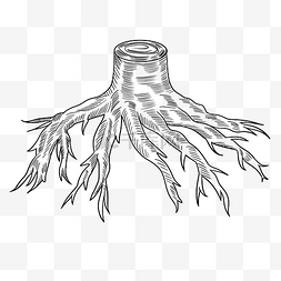线描素描大树树根