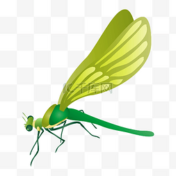 绿色蜻蜓