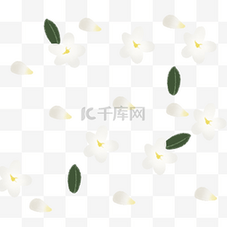 绿叶小白花图片_漂浮的小花