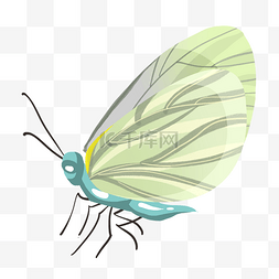 浅蓝色的昆虫蝴蝶插画