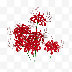 彼岸花手绘红色花卉