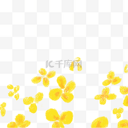 花朵免抠图图片_黄色油菜花花朵免抠图