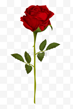 手绘古方红糖图片_情人节写实手绘玫瑰