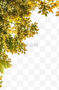 阳光照射金黄树叶