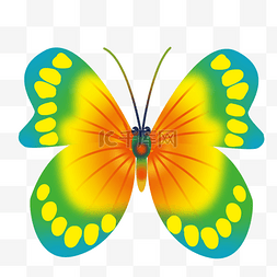 黄色蝴蝶翅膀图片_漂亮的黄色蝴蝶插画