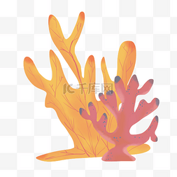 海底植物植物图片_黄色红色植物