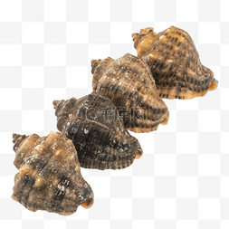 水产海螺