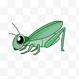 绿色昆虫蚂蚱