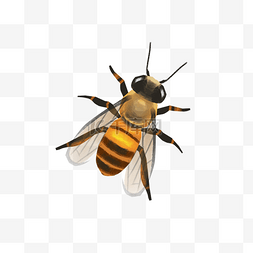 黄色的蜜蜂图片_飞翔的蜜蜂昆虫