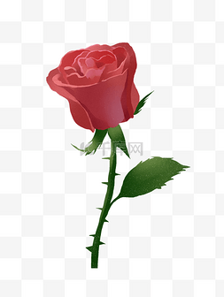 红色的玫瑰花插画