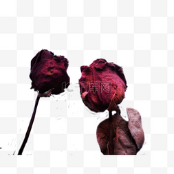 代表爱情红色玫瑰花