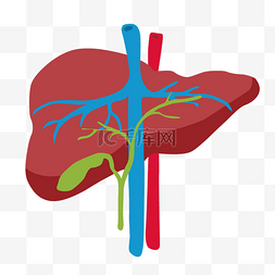 人体肝脏器官图片_人体器官矢量肝脏