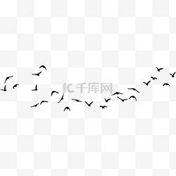 黑色大雁海鸥