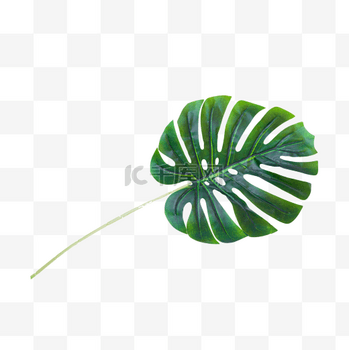 绿植树叶