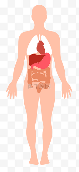 人体肌肉组织分布图片_医学知识人体构造