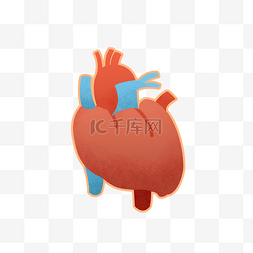 儿童人体结构图片_手绘人体器官心脏