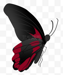 黑色蝴蝶图片_一只红黑色蝴蝶插图