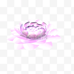 纯洁水图片_粉白色纯洁的莲蓬开花的水芙蓉实